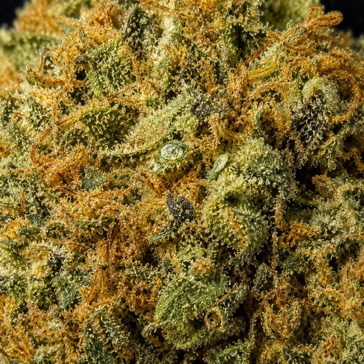 Pineapple - Indoor