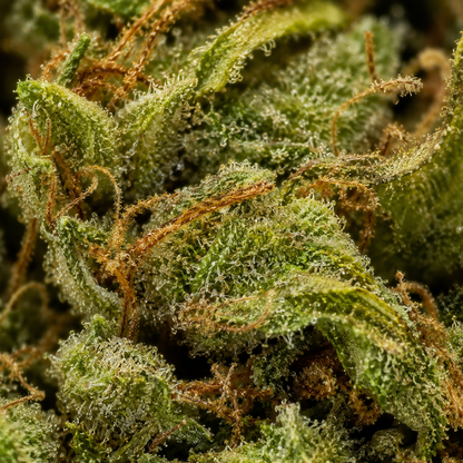 Tropicana Cheesecake – Glass-House Cali