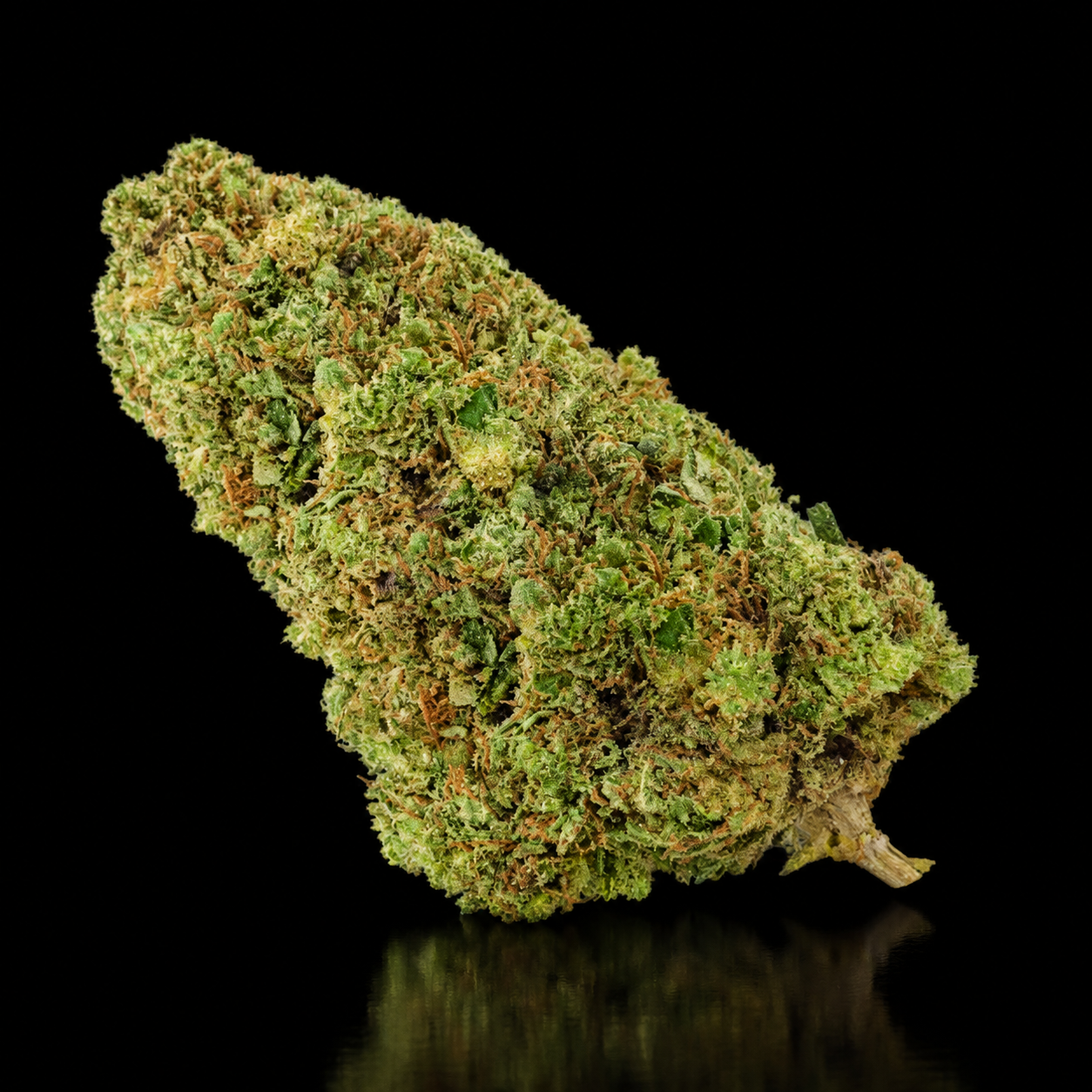 Biscotti – Bud Glass-House