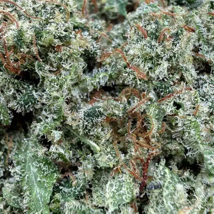 Iced Runtz – Bud Indoor Cali