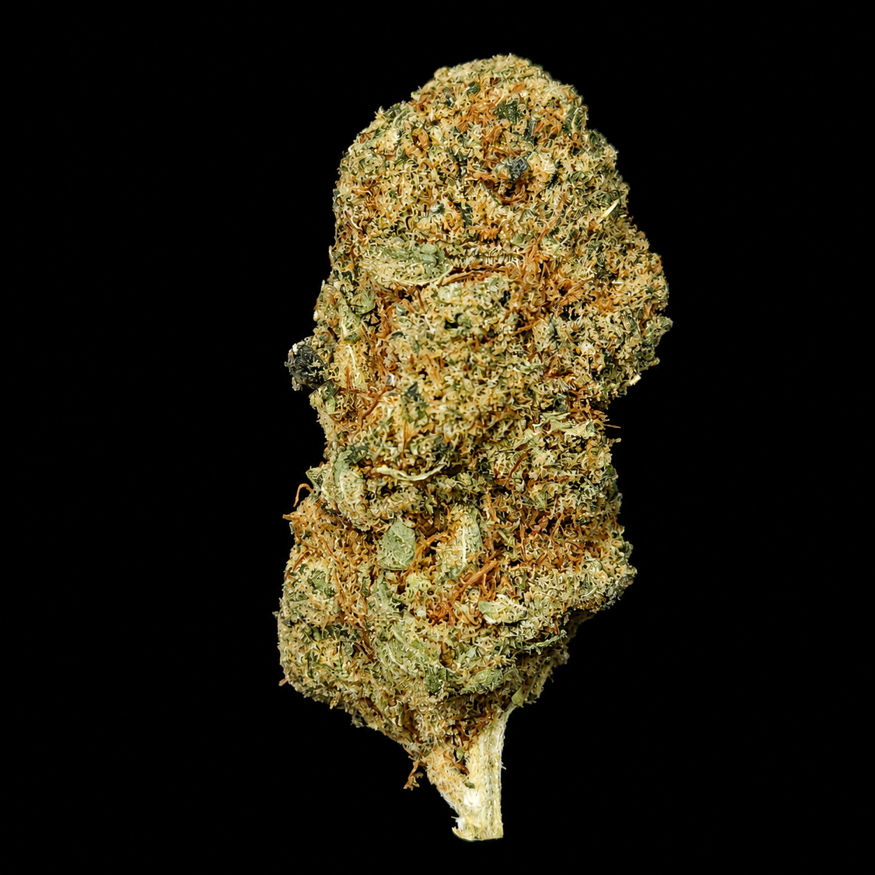 Skittlez - Indoor
