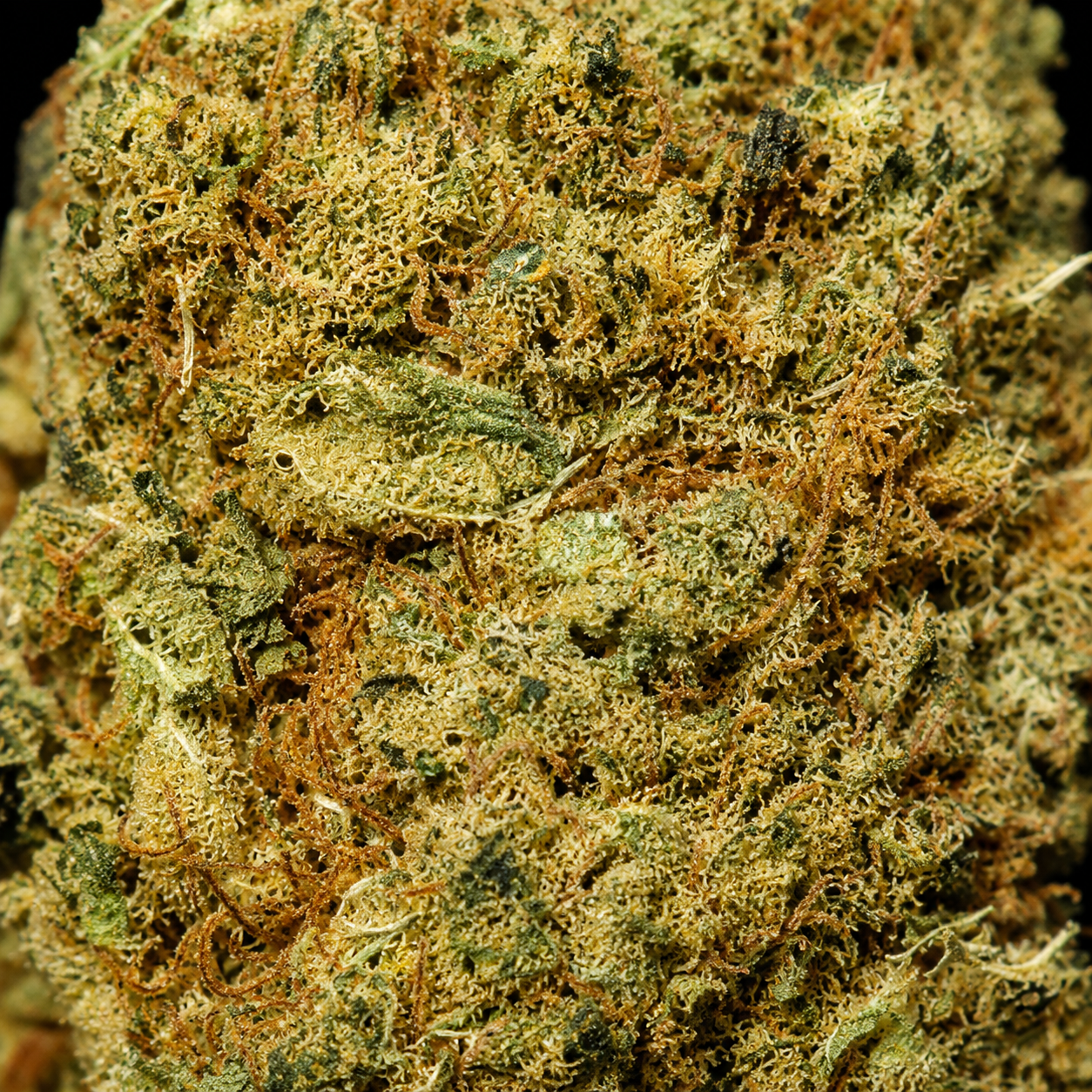 Skittlez - Indoor