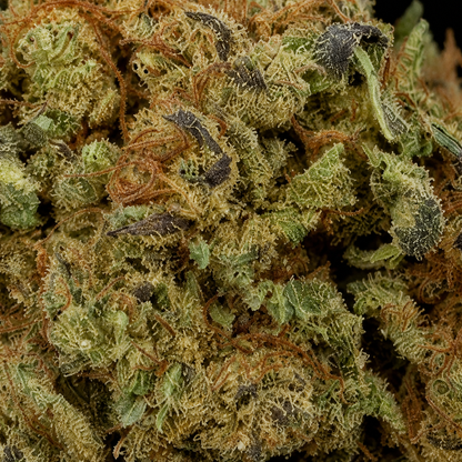 Super Lemon Haze CBD – Glass-House