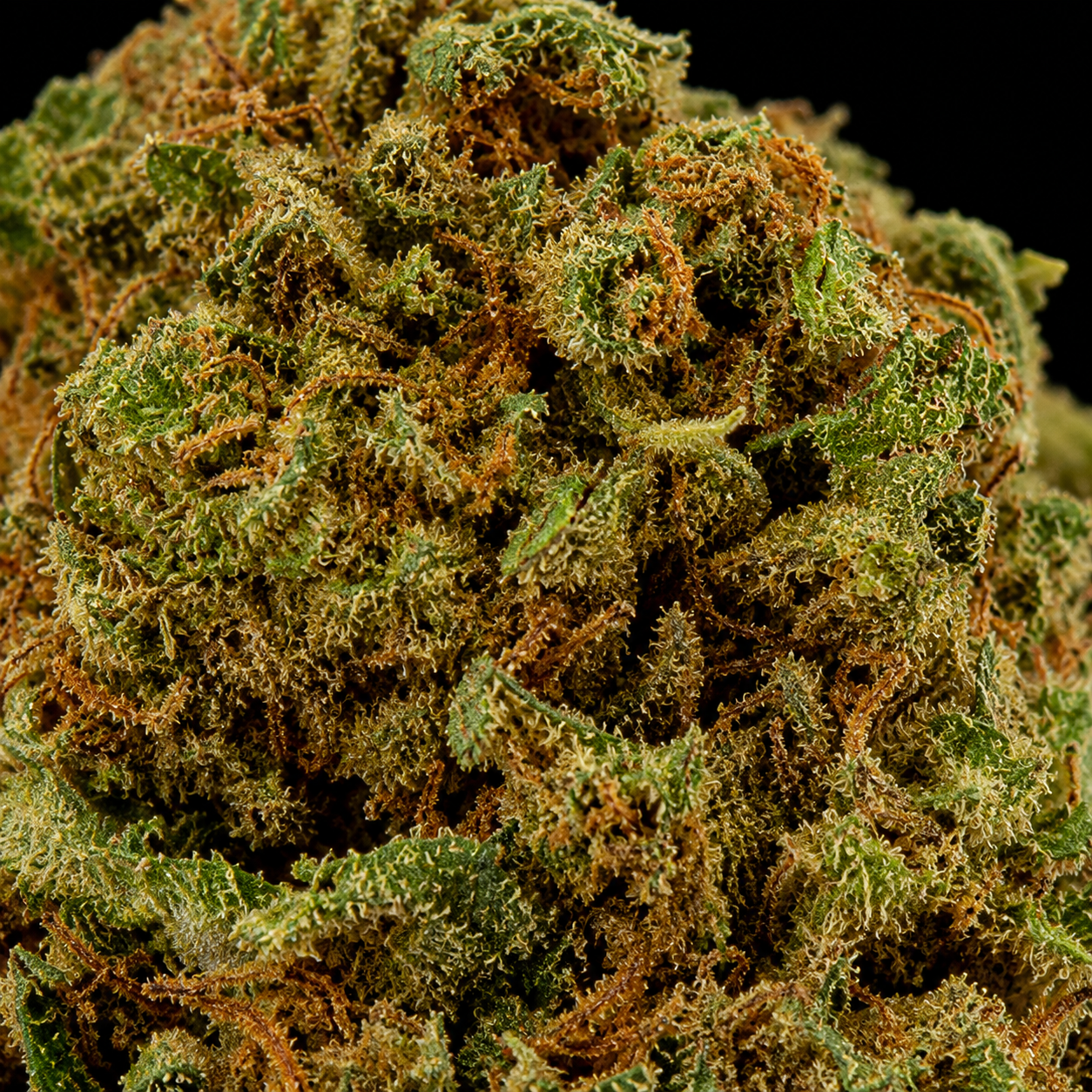 Watermelon CBD – Green-House